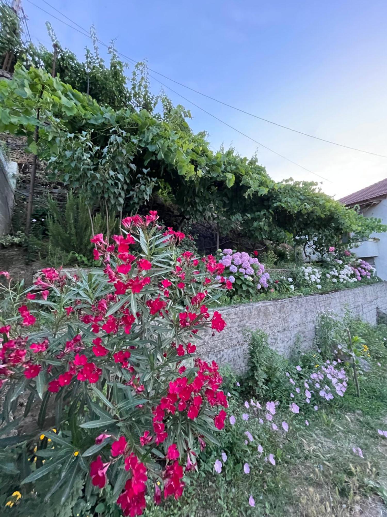 Elsa'S Villa Gjirokastër Exterior foto